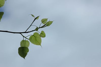 Low angle view of plant against clear sky