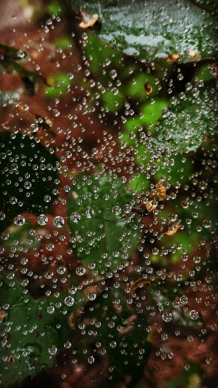 CLOSE-UP OF WATER DROPS ON LEAF