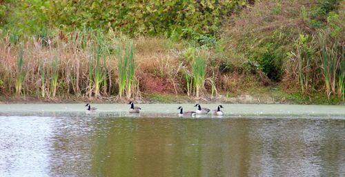 View of birds swimming in lake