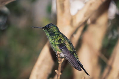 Close-up of bird perching on branch