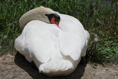 Close-up of swan on grass