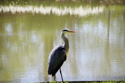 Heron perching on a lake