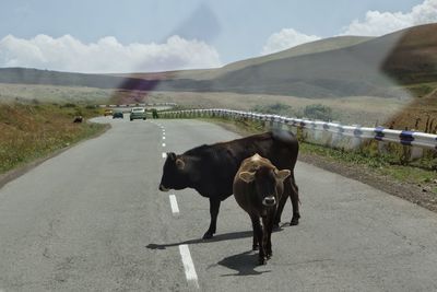 Cows on road against mountain range