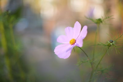 Close-up of pink cosmos flower