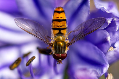 Close-up of insect on purple flower