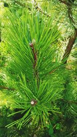 Close-up of pine tree