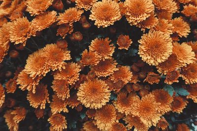 Full frame shot of flowers