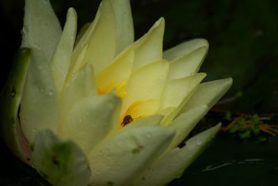 Close-up of yellow flowers