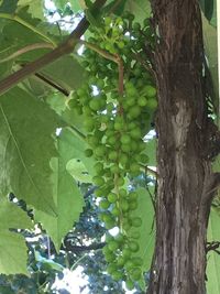 Tree growing on plant