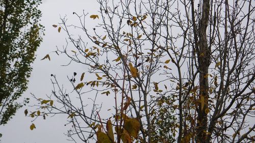 Low angle view of tree against sky