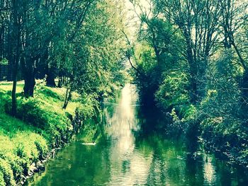 Scenic view of river amidst trees in forest