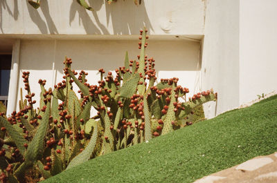 Plants growing in building