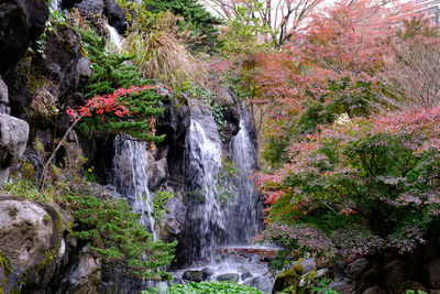 Scenic view of waterfall in forest