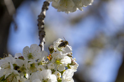 Close-up of bee on white flowering plant