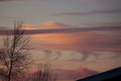 Trees at sunset
