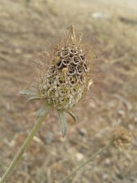 Close-up of caterpillar on plant