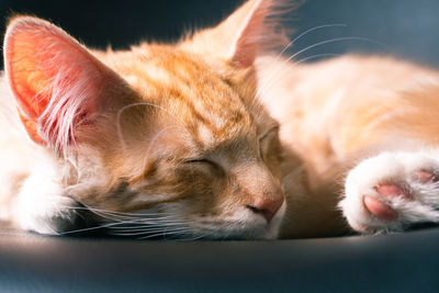Close-up of cat sleeping