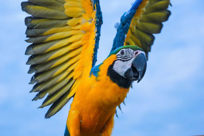 Close-up of a parrot