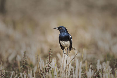 Close-up of bird perching on a field