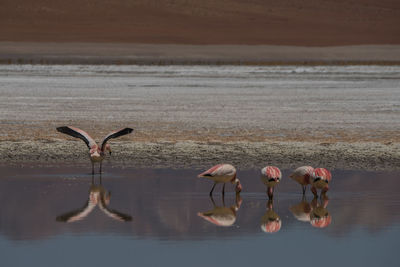 Flamingos in lake