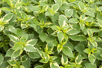 Full frame shot of leaves growing on field