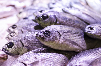 Close-up of fish at market