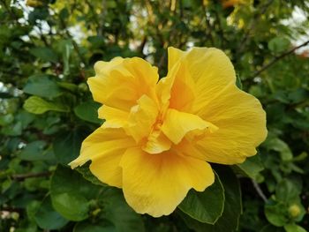 Close-up of yellow flower blooming outdoors