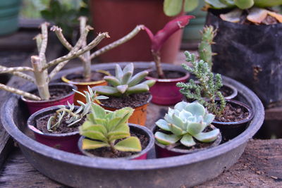 High angle view of potted plants