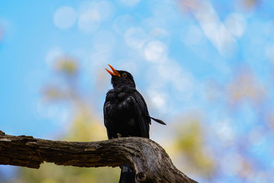 Low angle view of bird perching on a tree