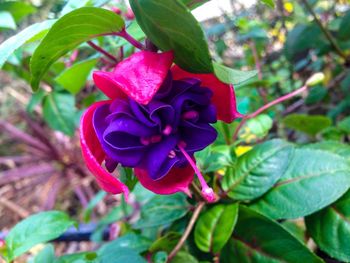 Close-up of red flower blooming outdoors