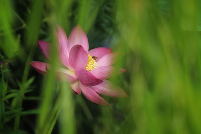 Close-up of pink flowering plant