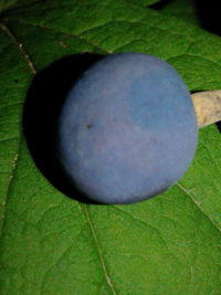 High angle view of fruit on grass