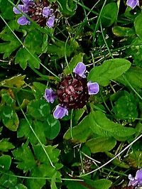 Close-up of purple flower