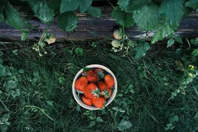 High angle view of fruits growing on field