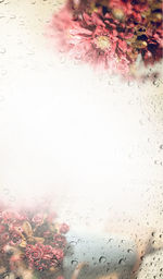 Close-up of pink flower against glass wall