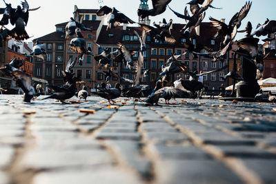 Surface level view of pigeons on footpath