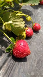 Close-up of strawberries