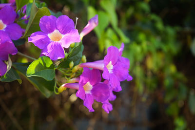 Close-up of purple flowering plant