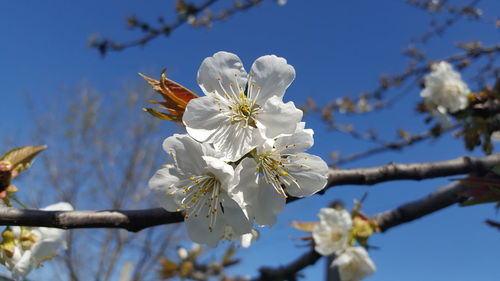 Low angle view of apple blossoms in spring