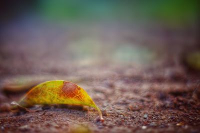 Surface level of dry leaves