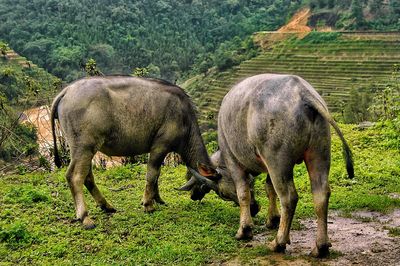 Horses in a field