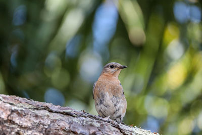 Female eastern bluebird sialia sialis perches on the trunk of a tree in naples, florida