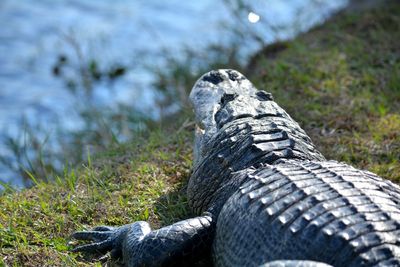 Close-up of lizard