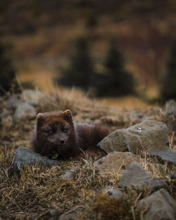 Portrait of an animal on field