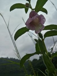 Close-up of plant against sky