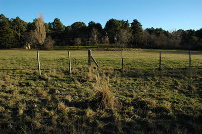 Trees on grassy field