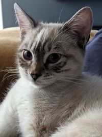 Close-up portrait of a cat