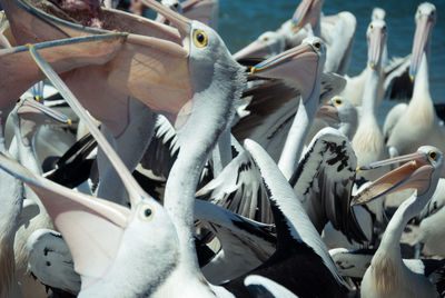 Close-up of pelicans