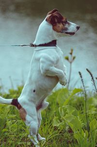 Side view of dog rearing up on grassy field by lake