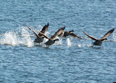 Seagulls flying over sea